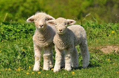Dwie urocze owieczki
