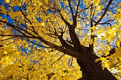 פאזל של עץ בסתיו
