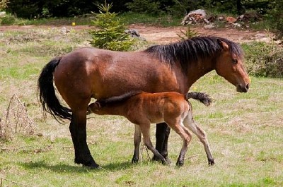 Young Foal with Mother jigsaw puzzle