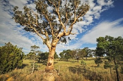 Tipico paesaggio rurale in Australia