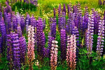 Purple and Pink Garden Lupin jigsaw puzzle