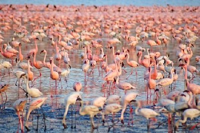 Flamingos Rosa