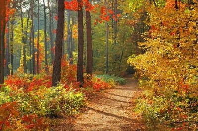 Colors of Fall jigsaw puzzle
