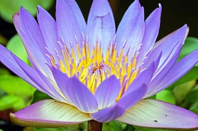Water Lily jigsaw puzzle