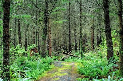 The Forest jigsaw puzzle