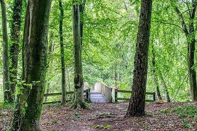 Bridge in the Forest jigsaw puzzle