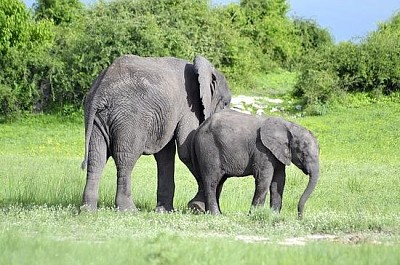Elefante in Botswana