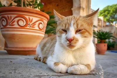 Мързелива котка от Крит