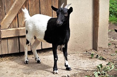 Chèvre noir et blanc