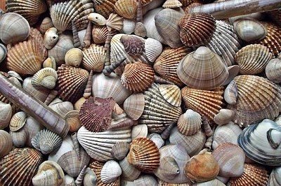 Conchas do mar