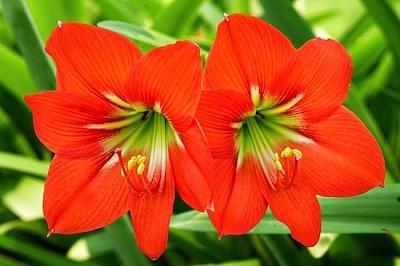 Striped Barbados Lily jigsaw puzzle