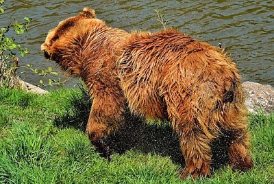 Urso marrom europeu
