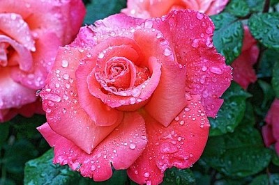 Rosa roja lluviosa