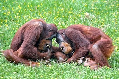 Orangutan Family jigsaw puzzle