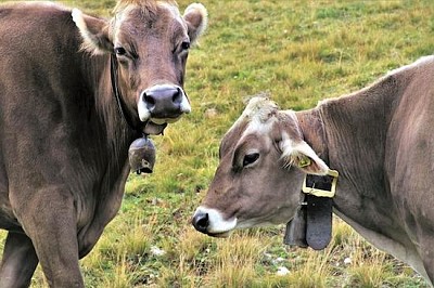 Two Grazing Cows jigsaw puzzle