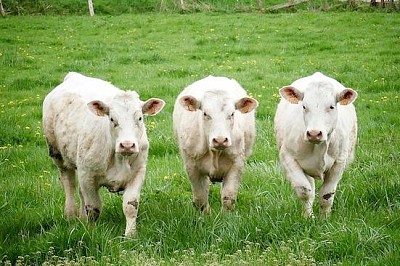 Mucche nei campi