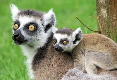 Lemur Baby und Mutter