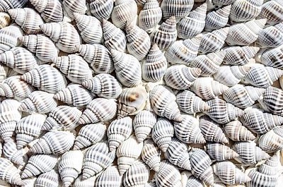 Sea Sheels