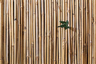Clôture en bambou
