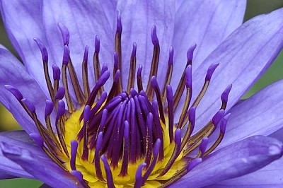 紫蓮花