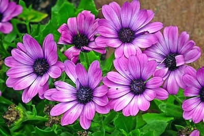 Fleur pourpre violette