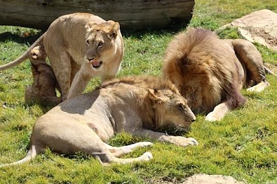 Famille Lions