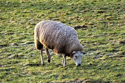 פאזל של כבשה אחת