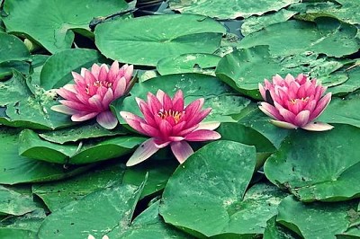 Water Lilies jigsaw puzzle