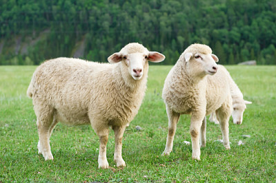 Pecore in un prato