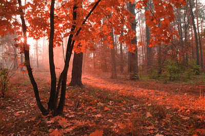 Bosque de otoño brumoso con follaje rojo en los árboles