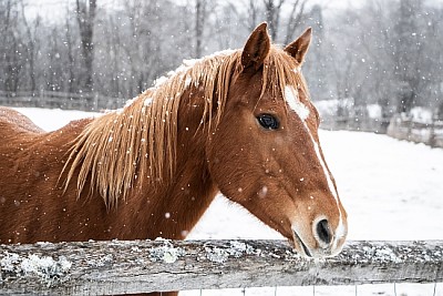 Cheval brun derrière une clôture en bois dans la neige
