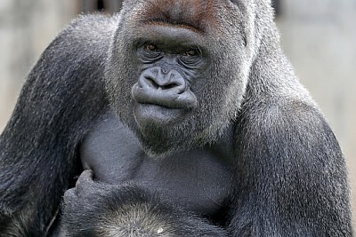 Gorila, macho, espalda plateada