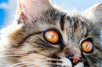 פאזל של חתול מתוק, שובב מאוד, עם עיניים צהובות
