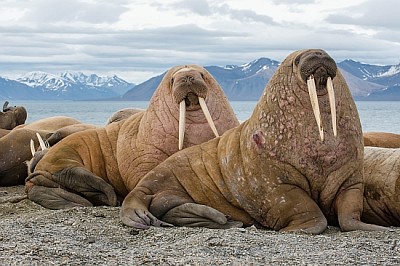The Walrus is a marine Mammal jigsaw puzzle
