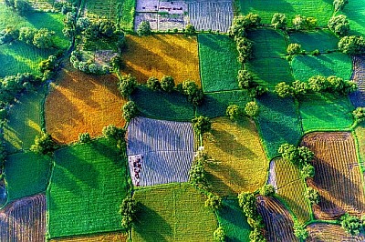 campos de arroz no Delta do Mekong, Vietnã