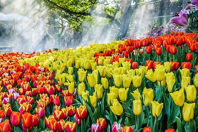 Bellissimi tulipani colorati fioriscono in giardino
