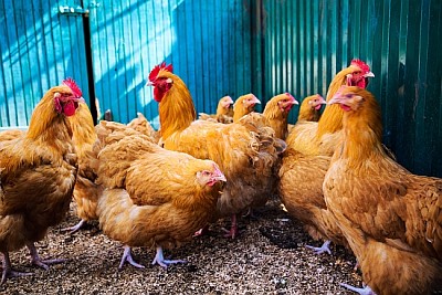 Pollos en una granja