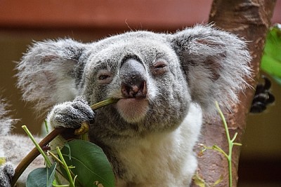 Koala looking into the camera while eating jigsaw puzzle