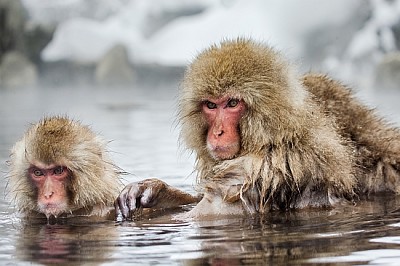 Groupe de macaques japonais assis dans l'eau