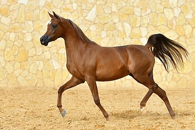 Purebred chestnut Arabian Stallion runs in trot jigsaw puzzle