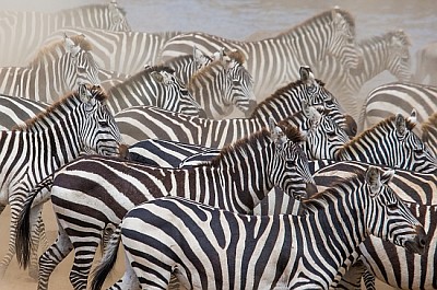 Group of Zebras in the dust. Kenya. Tanzania jigsaw puzzle