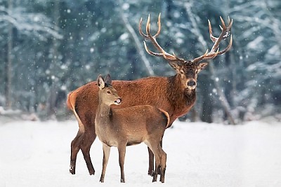 Veado macho e fêmea contra a neve do inverno