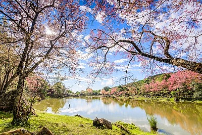 桜の花、チェンマイ、タイ