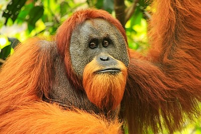 Orang-outan de Sumatra dans le parc national de Gunung Leuser