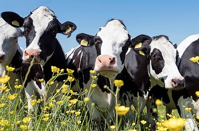 black and white cows come close to yellow flowers