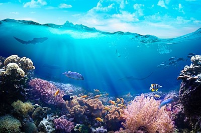 珊瑚礁的水下景色