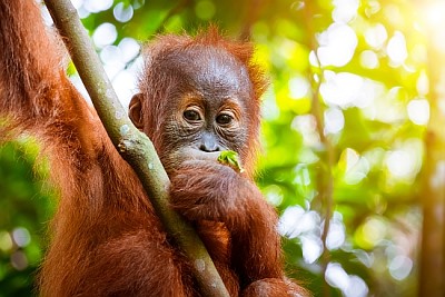 Orang-outan mignon bébé dans la forêt tropicale