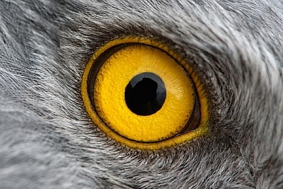 Olho de águia do macho Northern Harrier
