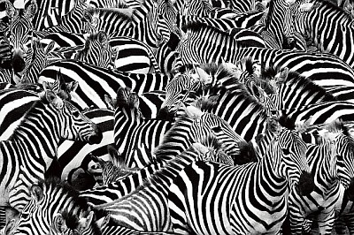 Zebra Herd Packed Tight jigsaw puzzle