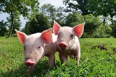 Schwein niedliches Neugeborenes, das auf einem Rasen steht